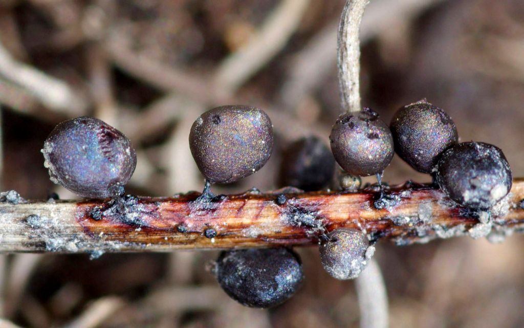 Lamproderma sp, Olympos